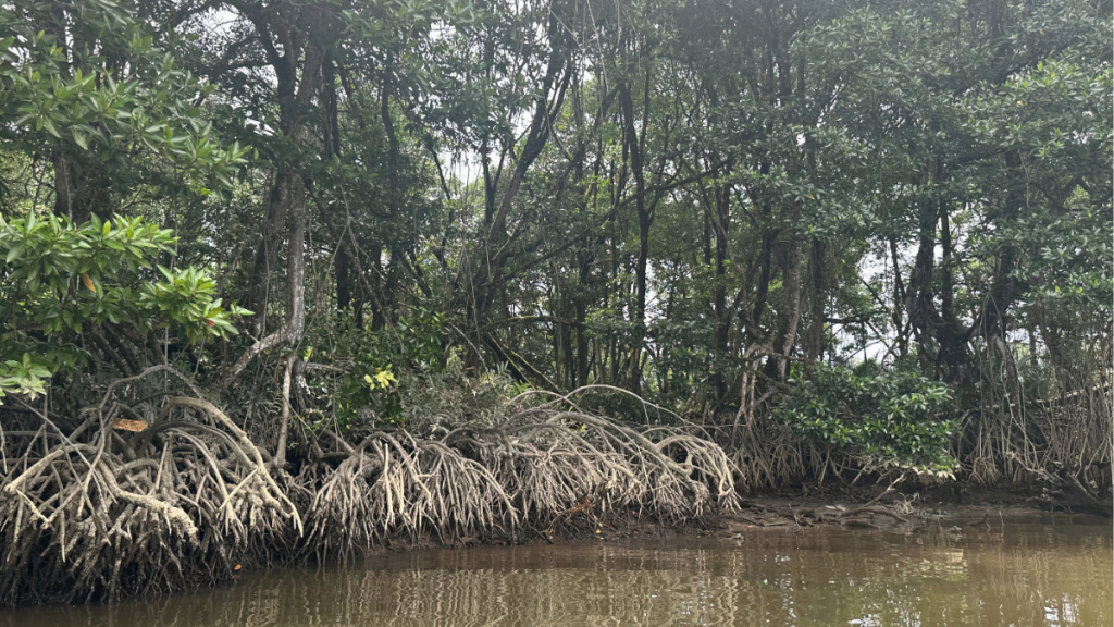 青々としたマングローブの熱帯雨林には、テングザルやオオハシなどの珍しい動物が生息しています。市内のボートツアーで自然を眺めながら、こうした動物たちに出会えるかもしれません。