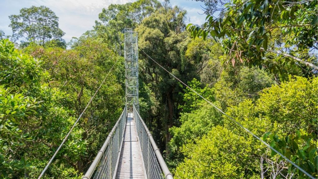 ウル・テンブロン国立公園はテンブロン地区に位置しています。ブルネイ・ムアラ地区とテンブロン地区を結ぶ30kmの橋を車で使えば、行き来もスムーズです。国立公園内では、キャノピーウォークやハイキング、滝遊びなど、さまざまなアクティビティを楽しむことができます。